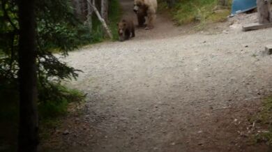 Setkání s medvědem #27