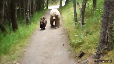 Setkání s medvědem #27