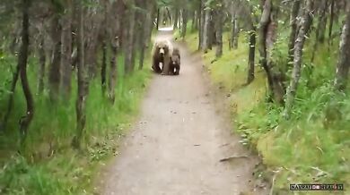 Setkání s medvědem #27