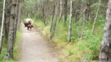 Setkání s medvědem #27