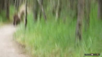 Setkání s medvědem #27