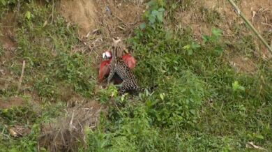 Ocelot vs. papoušek