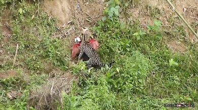 Ocelot vs. papoušek