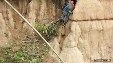 Ocelot vs. papoušek