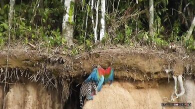 Ocelot vs. papoušek