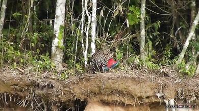 Ocelot vs. papoušek