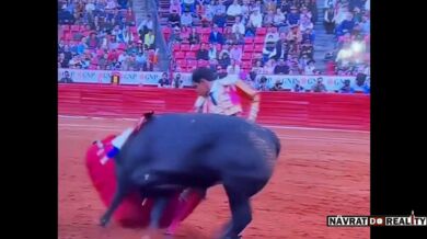 Člověk vs. býk #168