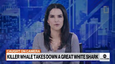 Kosatka zaútočila na velkého bílého žraloka