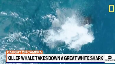 Kosatka zaútočila na velkého bílého žraloka