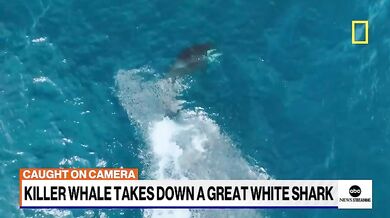 Kosatka zaútočila na velkého bílého žraloka
