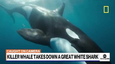 Kosatka zaútočila na velkého bílého žraloka
