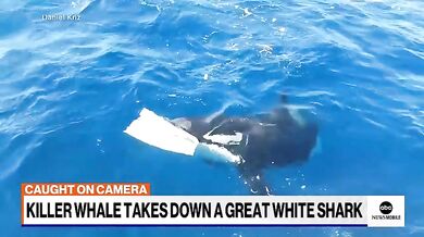 Kosatka zaútočila na velkého bílého žraloka