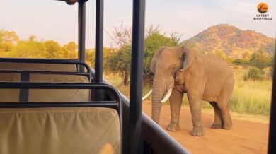 Slon zvedá do vzduchu turistický autobus