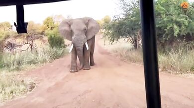 Slon zvedá do vzduchu turistický autobus