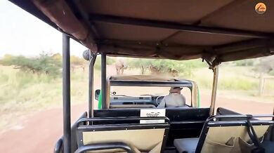 Slon zvedá do vzduchu turistický autobus