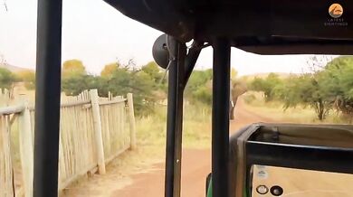 Slon zvedá do vzduchu turistický autobus