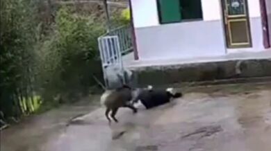 Napadení divočákem