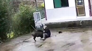 Napadení divočákem