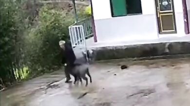 Napadení divočákem