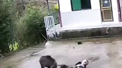 Napadení divočákem