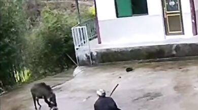 Napadení divočákem