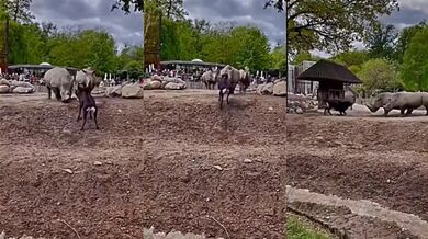 Nosorožec vs. antilopa