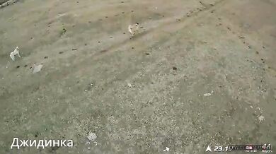 Záchrana zvířete #2