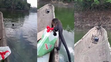 Záchrana zvířete #4