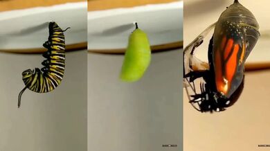 Od housenky k motýlu