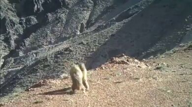 Rvačka dvou svišťů