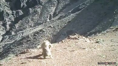 Rvačka dvou svišťů