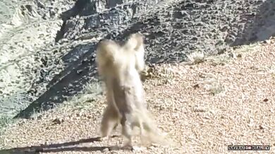 Rvačka dvou svišťů