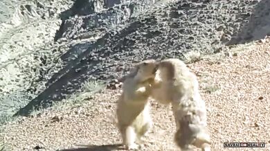 Rvačka dvou svišťů