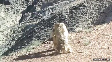 Rvačka dvou svišťů