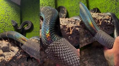 Vzácná krajta Boelenova při svlékání z kůže