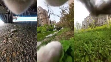 Z kočičího pohledu