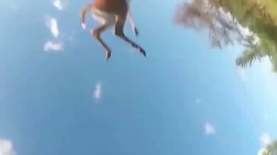 Srážka se zvířetem