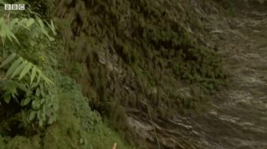 Ochrana včelího hnízda