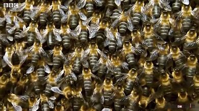 Ochrana včelího hnízda