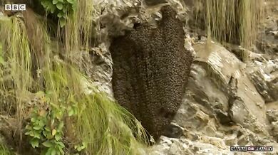 Ochrana včelího hnízda