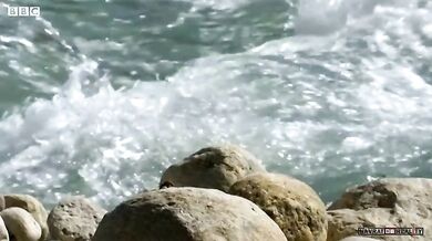 Ochrana včelího hnízda