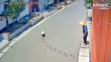 Procházka po čerstvě položeném betonu