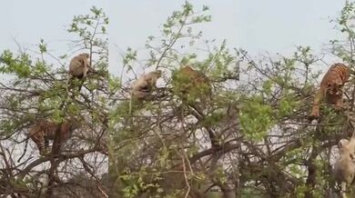 Opice přelstila tygra