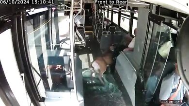 Jelen prorazil přední sklo autobusu