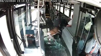 Jelen prorazil přední sklo autobusu