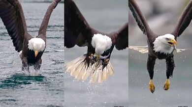 Orel bělohlavý a jeho lov ve zpomaleném záběru