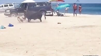 Býk zaútočil na turistu na populární pláži v Mexiku