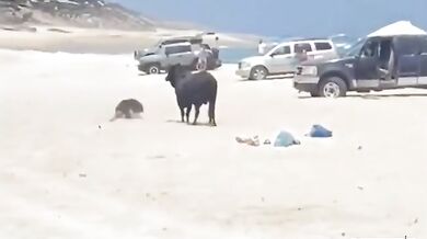 Býk zaútočil na turistu na populární pláži v Mexiku