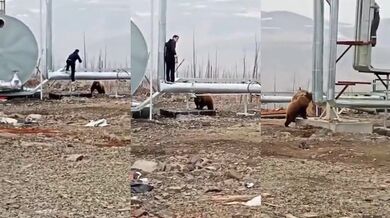 Pracovníci čelili útoku medvěda na pracovišti