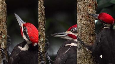 Práce Datla ve zpomaleném záběru